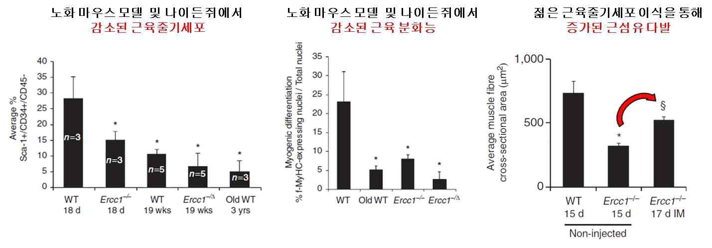 젊은 근육줄기세포 이식을 통해 증가한 노화 마우스 모델(Ercc1-/-)의 근섬유 다발