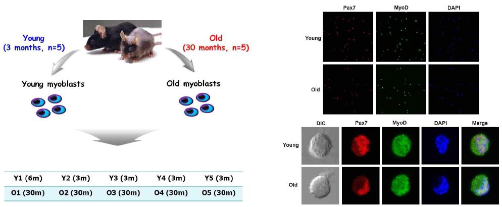 young & old Pax7+/MyoD+ myoblast 세포주 확보