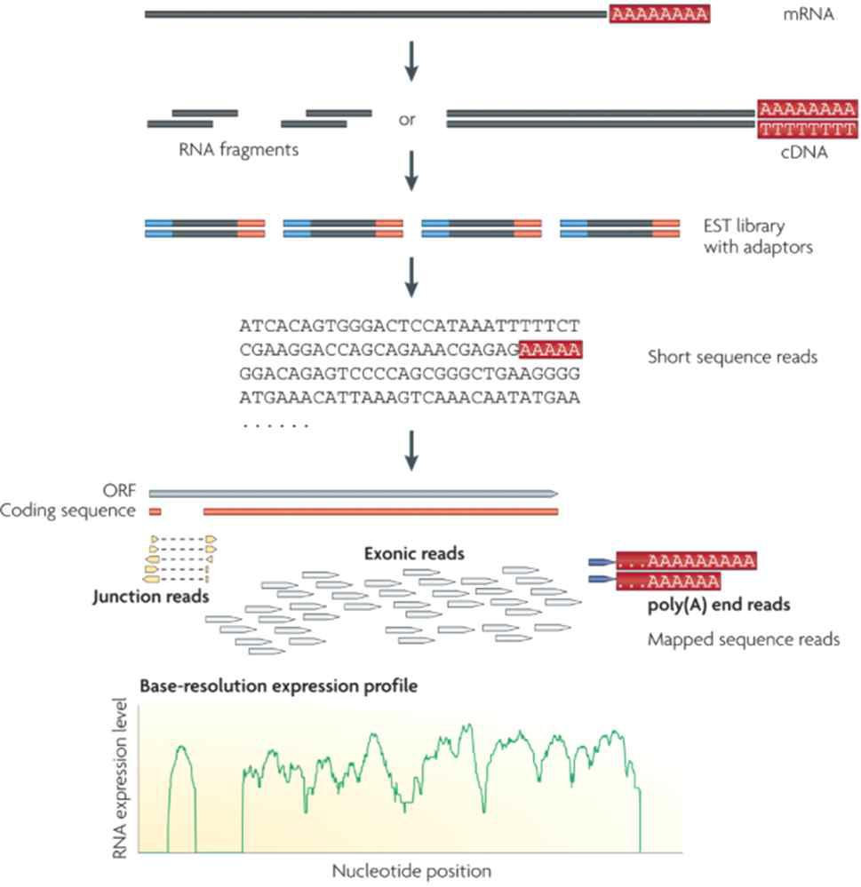 RNA-seq 수행 절차