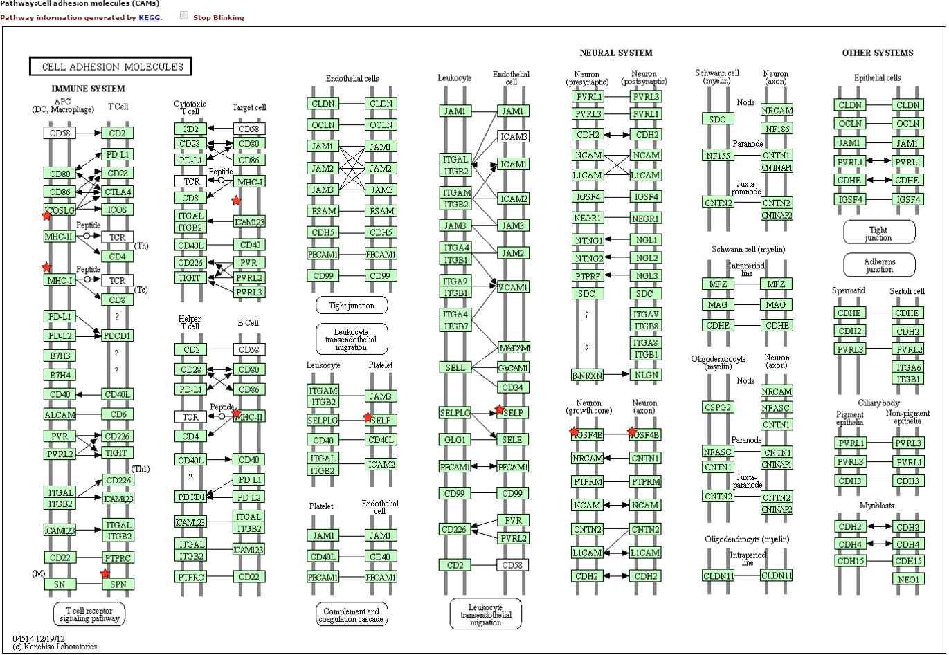 CAMs (Cell adhesion molecules) pathway