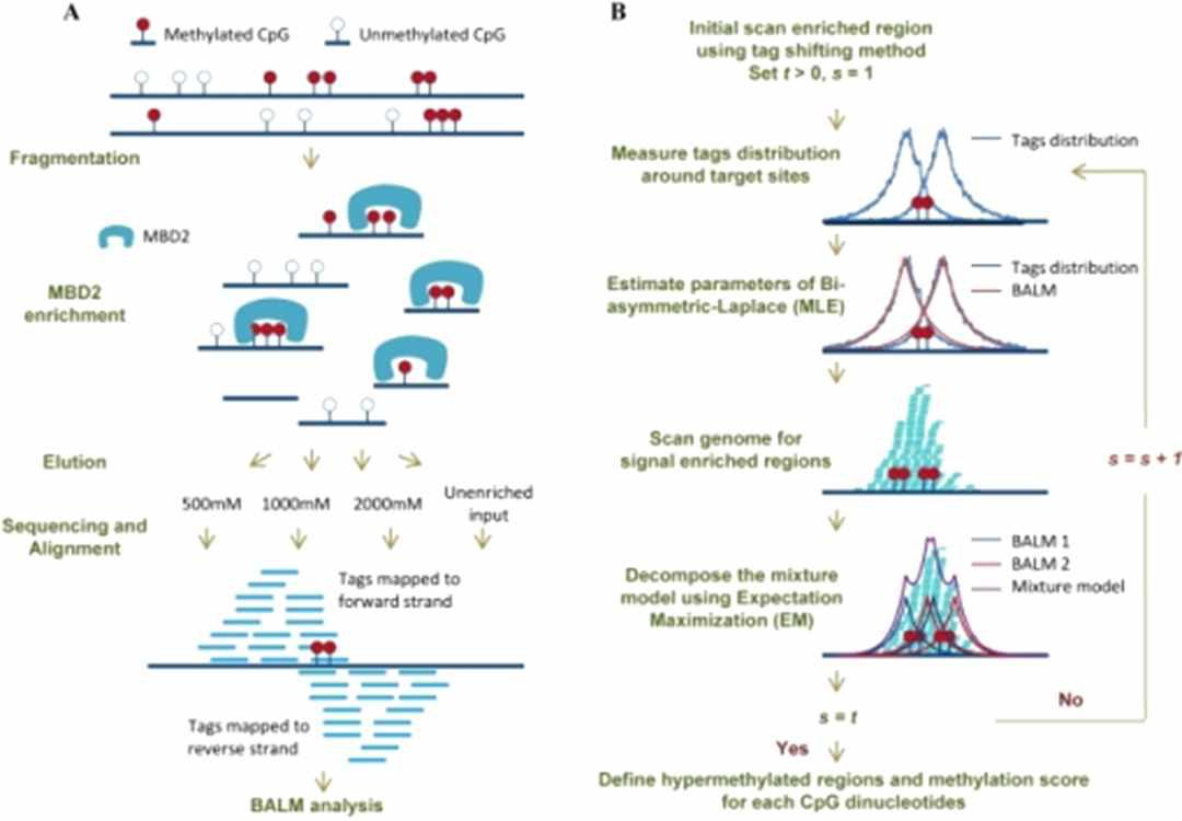 MBD-seq 수행 절차