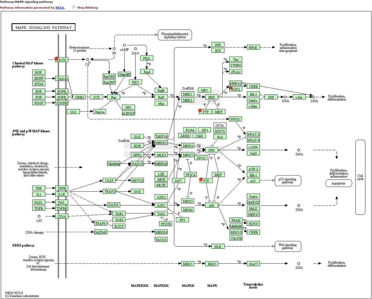 MAPK signaling pathway 결과