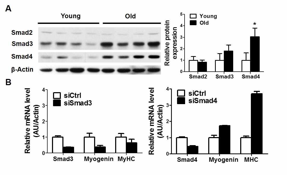 노화근육줄기세포에서 증가한 Smad4 단백질 및 Smad4 발현저해시 분화능의 회복