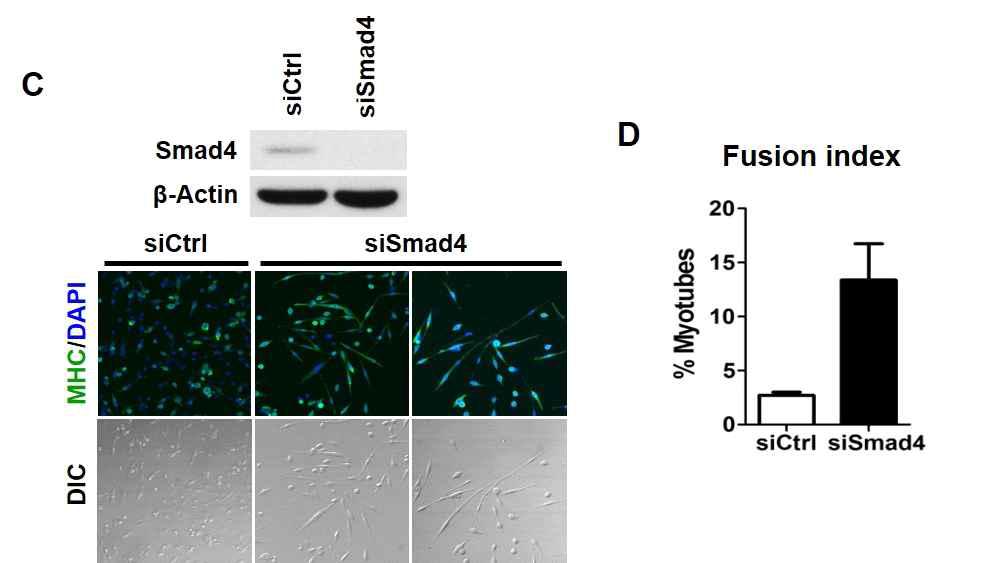 Smad4 발현저해시 분화능의 회복