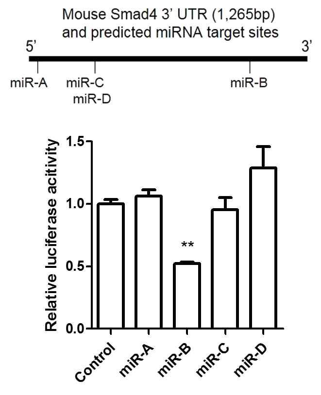 miR-B 에 의한 Smad4 3’UTR luciferase activity 저하 확인