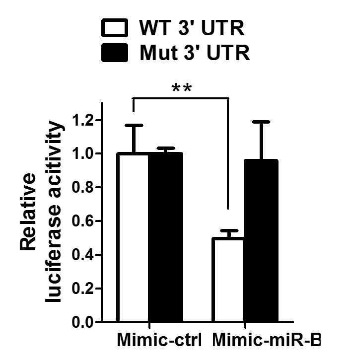 Smad4 3’UTR mutant의 경우 miR-B 에 의한