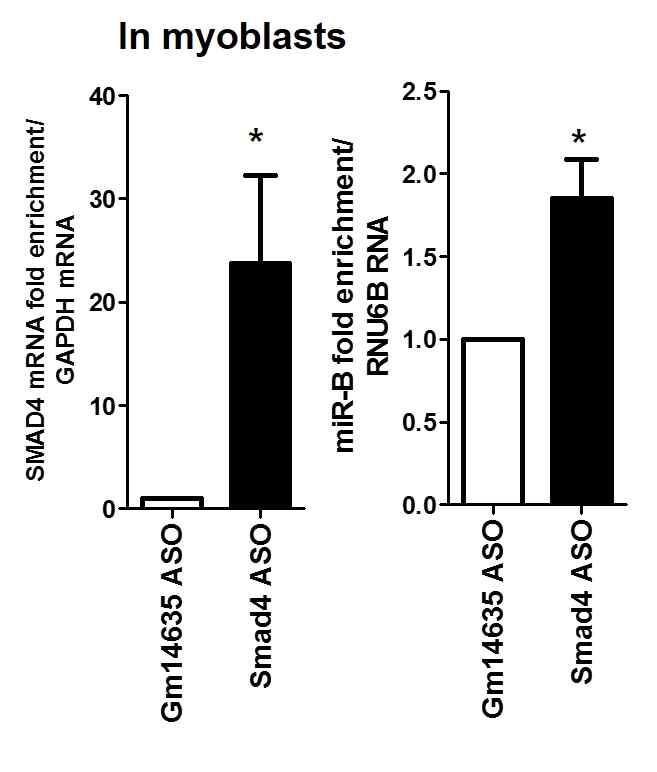 Smad4 ASO pulldown batch에서 miR-B enrichment 확인