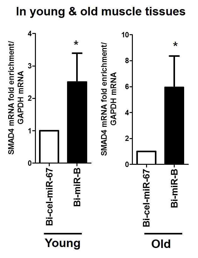 young, old muscle tissue에서 miR-B 와 Smad4 의 직접적인 결합 확인