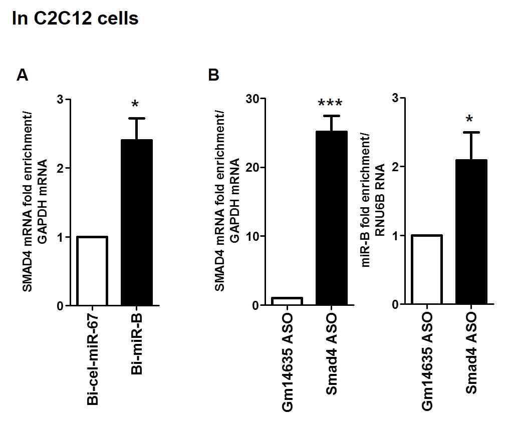 C2C12 cell 에서 miR-B 와 Smad4 의 직접적인 결합 확인