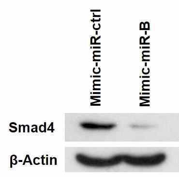 C2C12 cell 에 miR-B mimic 과발현시 감소된 Smad4 단백질 레벨 확인