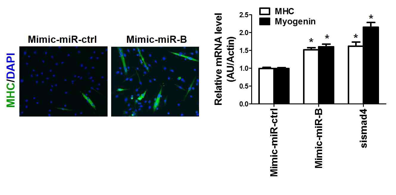 miR-B mimic 과발현시 회복되는 old myoblast 분화능