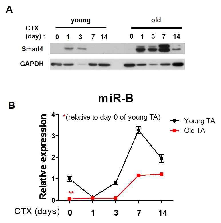 CTX 손상에 따른 young, old mouse 근육 재생 중 Smad4, miR-B 발현양 비교