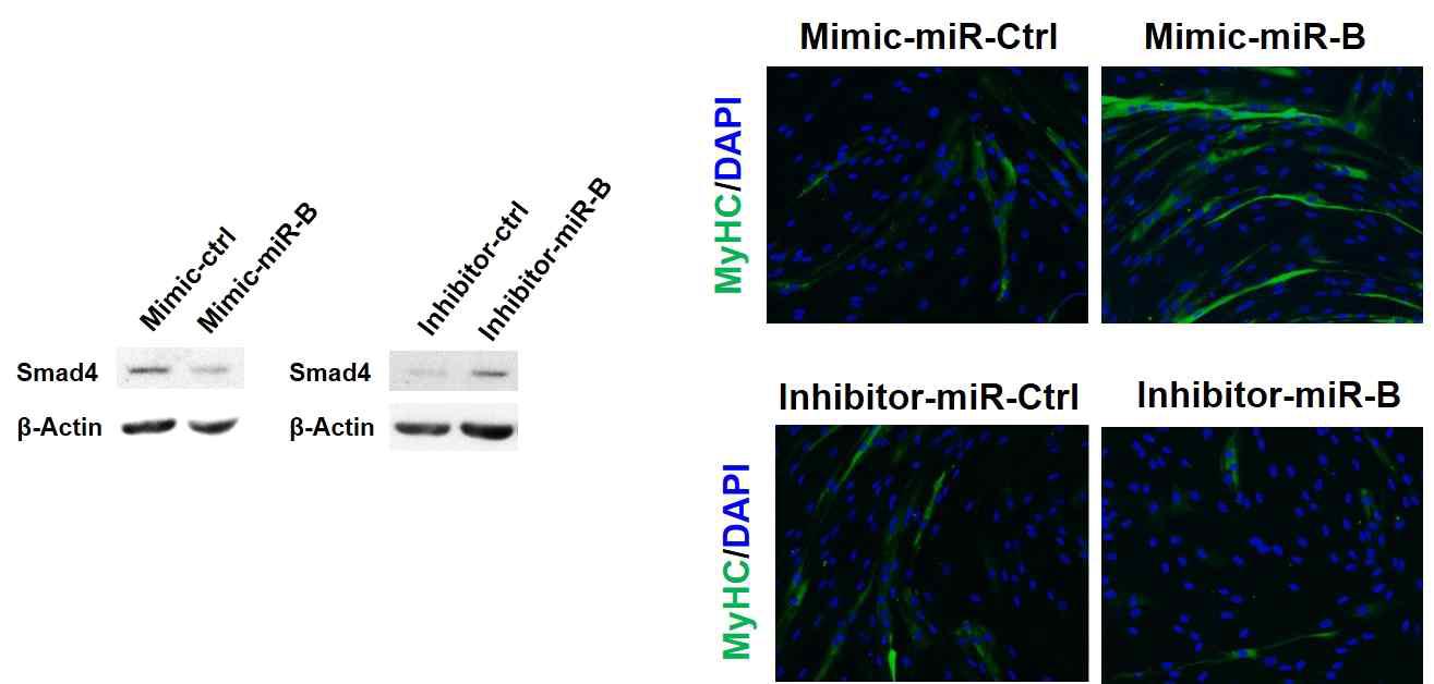 miR-B 에 의한 인간 근육줄기세포의 분화능 촉진 확인