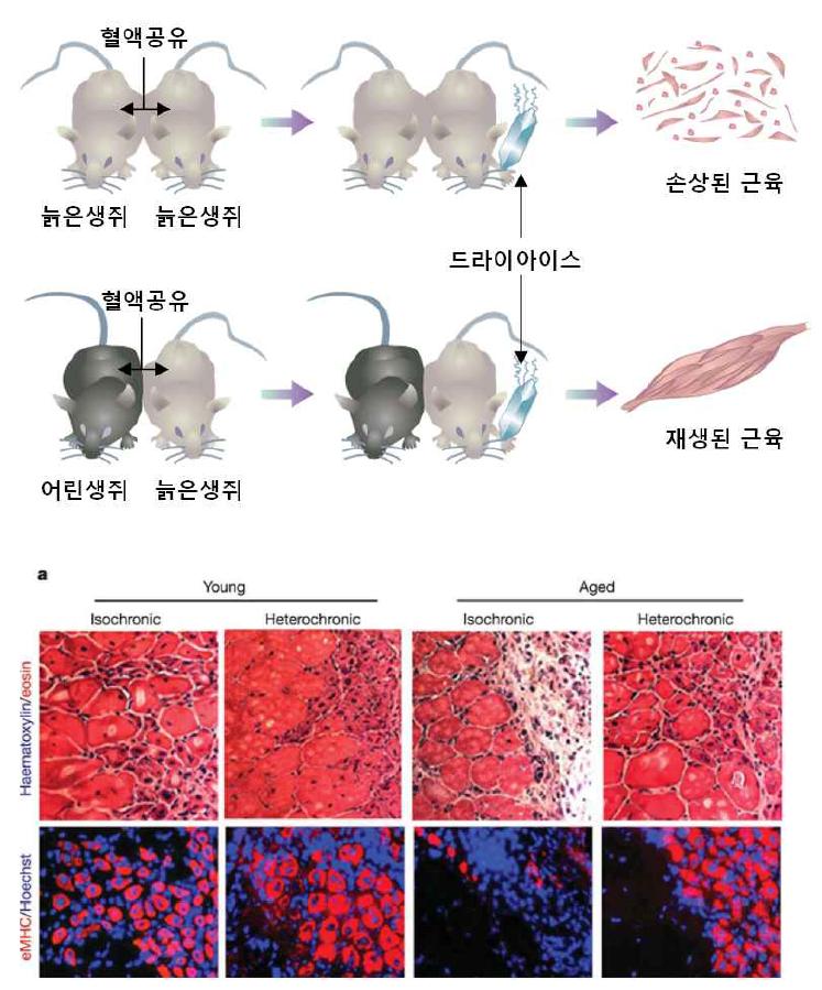 늙은 생쥐의 근육 재생을 활성화 시키는 젊은 피의 수혈