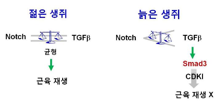 늙은 생쥐의 근육 재생이 안 되는 이유에 관한 분자 기전