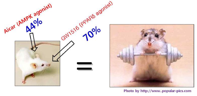 운동효과 약물 Aicar와 Gw1516의 효과
