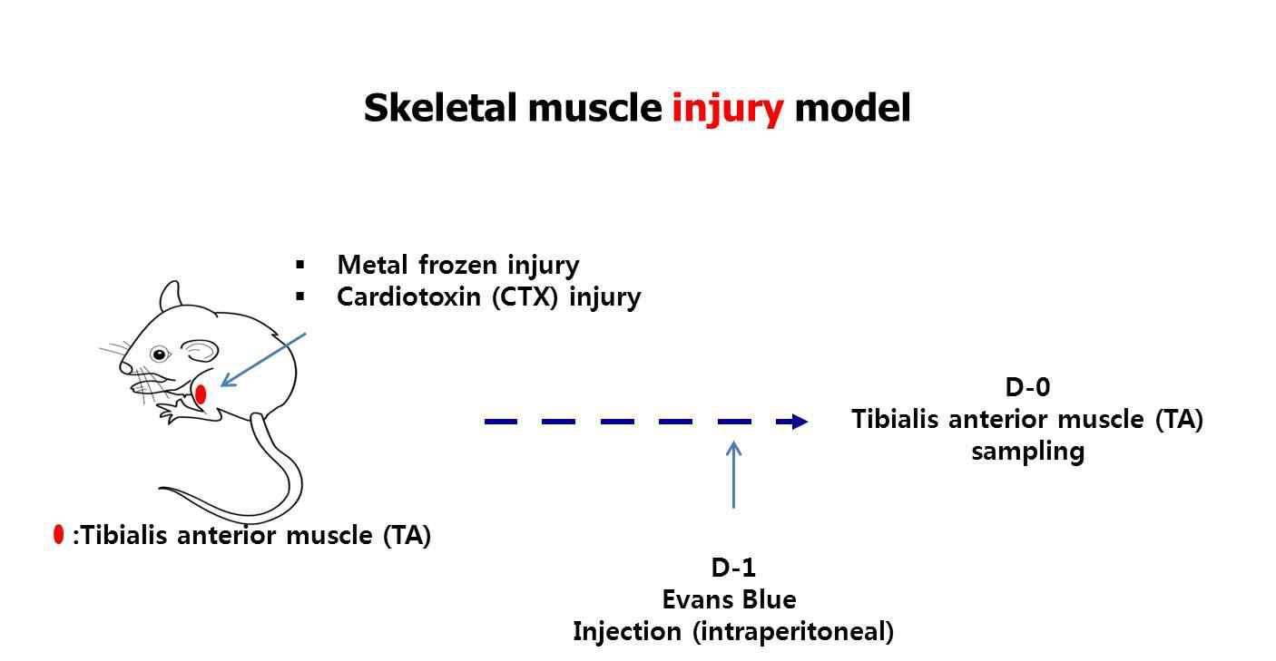근육 손상 마우스 모델 확립