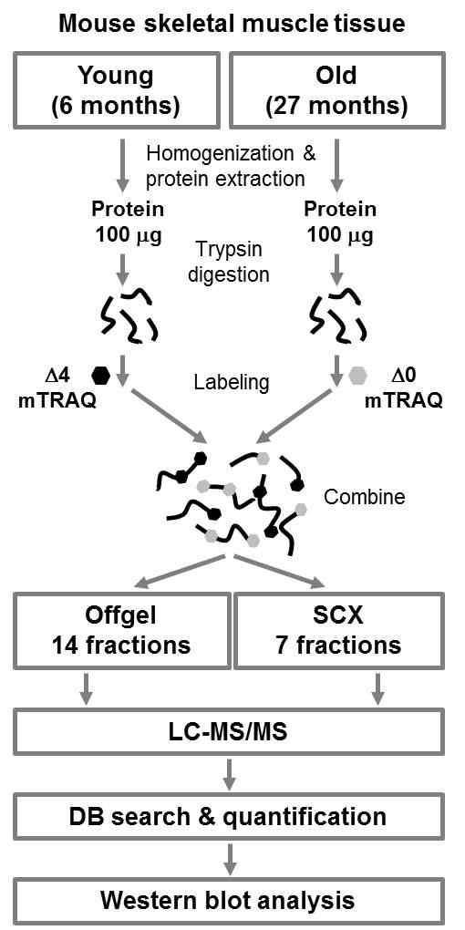 mTRAQ-based 정량화 방법을 이용한 자연노화 마우스 근육 분석 순서도