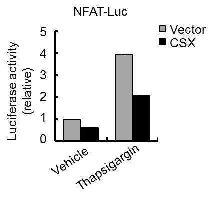 CSX 과 발현에 의한 NFAT activity 저해