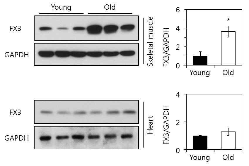 FX3 단백질의 노화에 의한 skeletal muscle 특이적 발현 증가