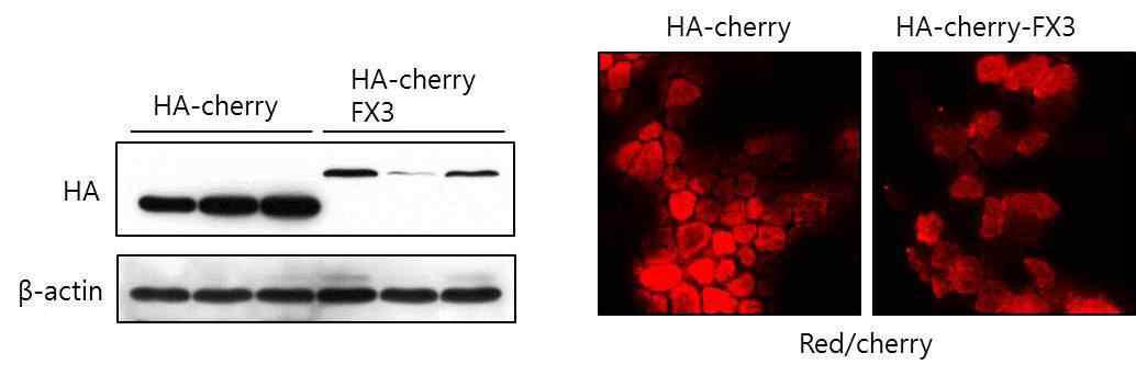 in-vivo gene transfection을 통한 마우스 근육에서 FX3 과 발현