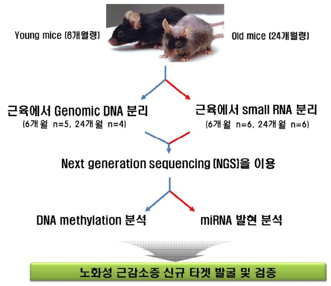 노화성 근감소증 신규 타겟 발굴 전략