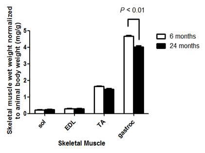 6개월령 마우스의 young muscle과 24개월령 마우스의 old muscle 의 근육량 변화 분석