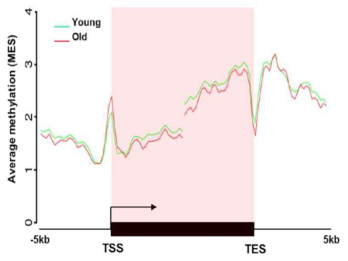 TSS, TES 주변의 DNA methylation