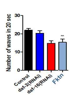 fukutin RNAi C.elegans 저하된 근육 활성