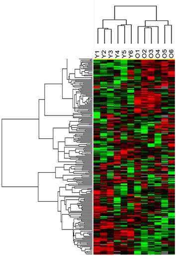 6개월령 (Y)과 24개월령 (O) group간의 miRNA 발현 차이를 보여주는 heat map