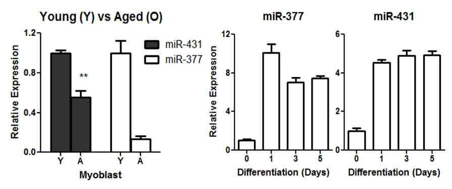 miR-377과 –431은 분화되면서 그 발현이 증가.