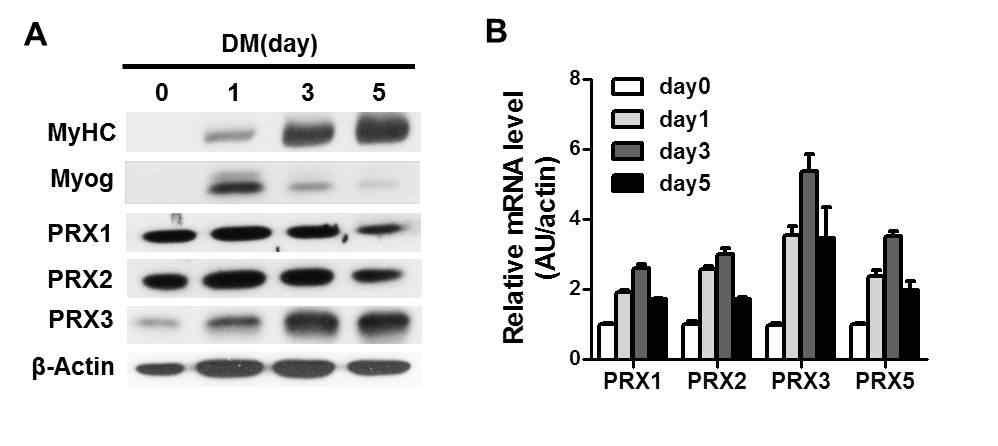 근육분화에 따른 Peroxiredoxin 단백질 및 mRNA 양의 변화