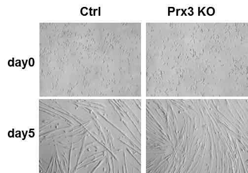 Prx3 KO로부터 분리한 근육 성체줄기세포의 근육분화능 비교