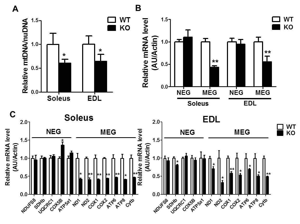 Prx3 KO 근육에서 감소된 mtDNA contents 및 mitochondrial encoded genes