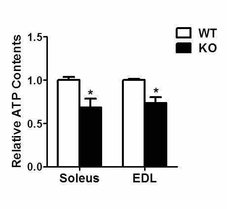 Prx3 KO 근육에서 감소된 ATP 생성량