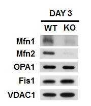 mitochondria fusion-fission 관련 단백질 western blot 분석