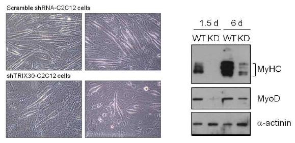 shTRIX30-C2C12 세포에서의 분화 저해