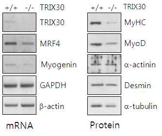 TRIX30-/- 마우스에서 근육 특이적 전사인자 감소 확인