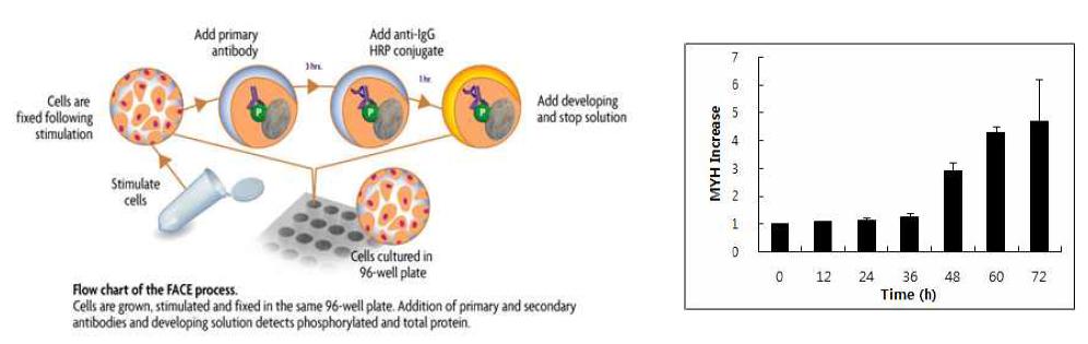 In-Cell ELISA 과정에 대한 모식도 (좌) 및 시간에 따라 측정된 MYH 양의 변화 (우)