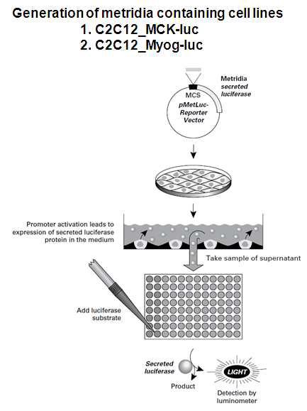 세포 밖으로 분비되는 C2C12_MCK/MyoG luciferase 시스템 구축