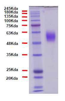 정제된 sActRIIB-Fc의 SDS-PAGE 후 Coomassie staining