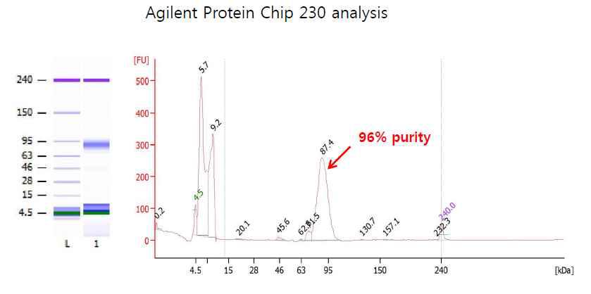 정제된 sActRIIB-Fc의 purity 분석