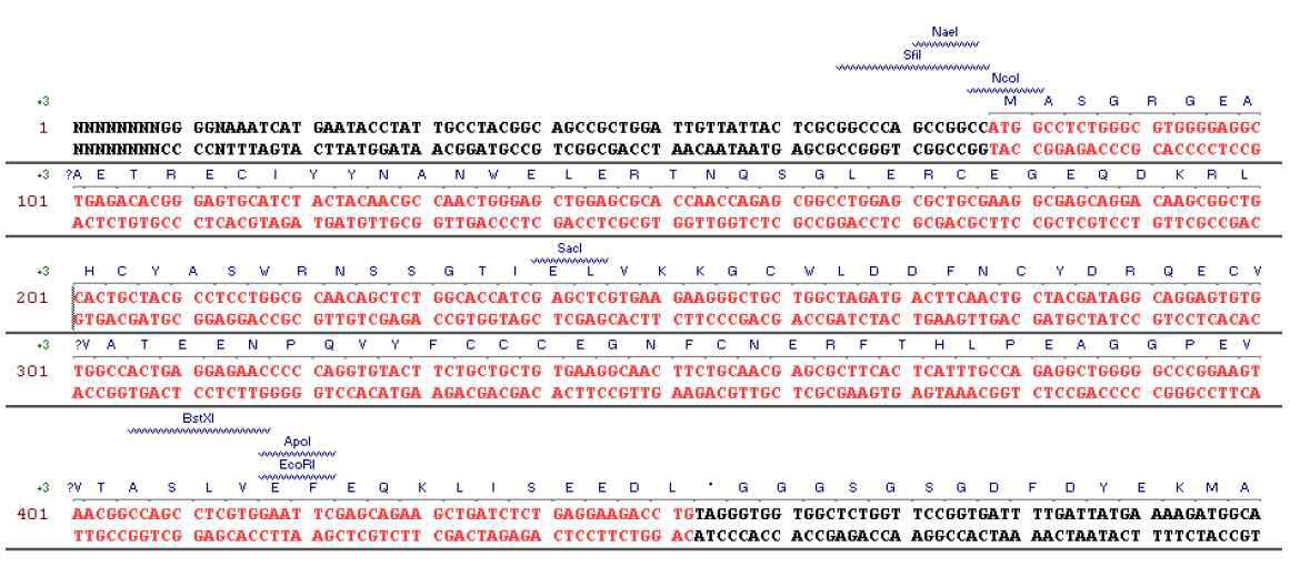 Phage display vector에 sActRIIB를 coding하는 유전자의 cloning