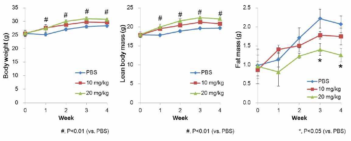 4주간 sActRIIB-Fc 투여한 후의 몸무게, 근육함량, 지방함량 변화