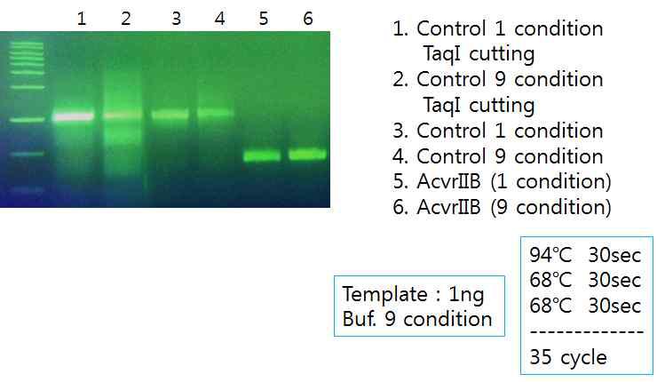 Random mutagenesis kit을 이용한 PCR 조건 확인