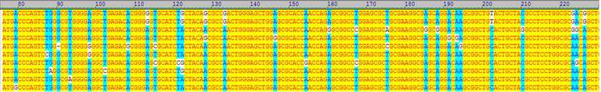 sActRIIB mutant library의 DNA sequencing 결과