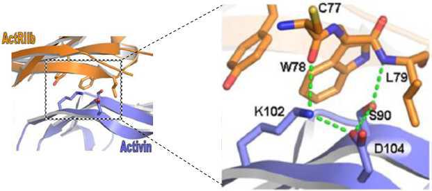 ActRIIB-Activin 결합에 대한 삼차구조 모식도