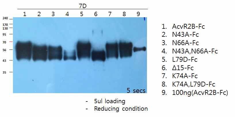 Western blotting을 통한 ActRIIB mutants series의 발현율 확인