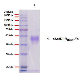 정제된 sActRIIBN43A-Fc의 SDS-PAGE 후 Coomassie staining