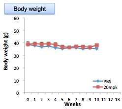 노화마우스에서의 몸무게 변화 추이